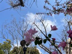 -高东镇樱花园