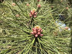 -远洋未来广场(育慧北路店)