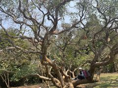 -中国科学院西双版纳热带植物园