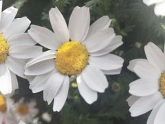 -荷兰花海