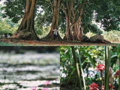 -中国科学院西双版纳热带植物园