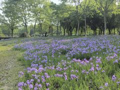 -贡湖湾湿地公园