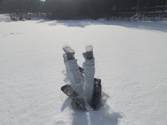 -汤旺河林海奇石景区