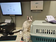 -伟伟宠物医院·瑞派猫友好医院·猫科(光谷店)