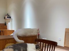 -有猫主题·治愈系猫咖(曾厝垵店)