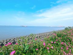 -上海滨江森林公园