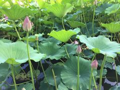 -王府茶楼茶宴·创意菜(大观园总店)