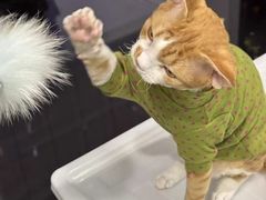 -宠福鑫康馨动物医院·骨科·眼科