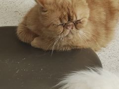 -飞行喵MR PILOT|猫舍·猫咖(静安大融城店)