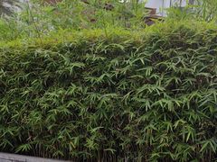 -霸王茶姬(正佳广场店)
