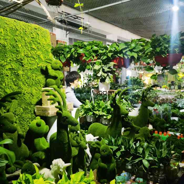 众兴园林花木绿植中心-"真的是个宝藏花卉市场,一排排平房,大部分.