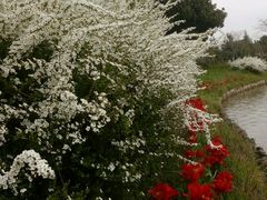 -上海鲜花港