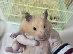 -双季花艺园艺市场(浦东店)