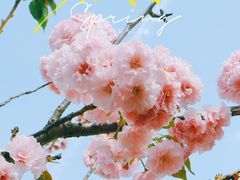 -天适樱花悠乐园