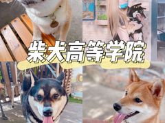 -柴犬高等学院·狗咖·柴犬售卖·宠物训练