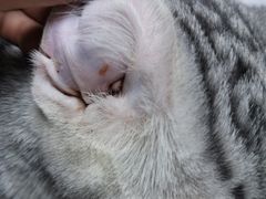 -中农大我爱我爱24h动物医院·中医针灸·猫专科·骨科医疗中心(双井店)