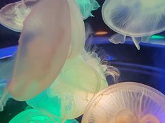 -太平洋海底世界