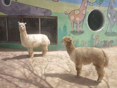 -鄂尔多斯野生动物园