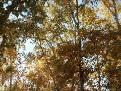 -乌兰布统景区-白桦林