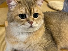 -柴迷FANS CLUB·柴犬狗咖·猫咖