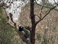-都江堰中华大熊猫苑