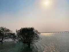 -宝安西湾红树林湿地公园