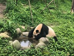 -都江堰中华大熊猫苑