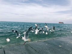 -青海湖国家重点风景名胜区