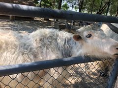 -长白岛森林公园