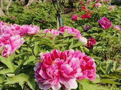 -花溪公园