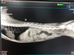 -瑞派·关忠动物医院·异宠专科·犬猫肿瘤·皮肤专科(望京店)