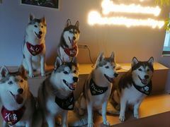 -Husky Go! 哈士奇体验馆·宠物咖啡厅狗咖