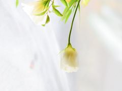 -爱尚花坊(大林路店)