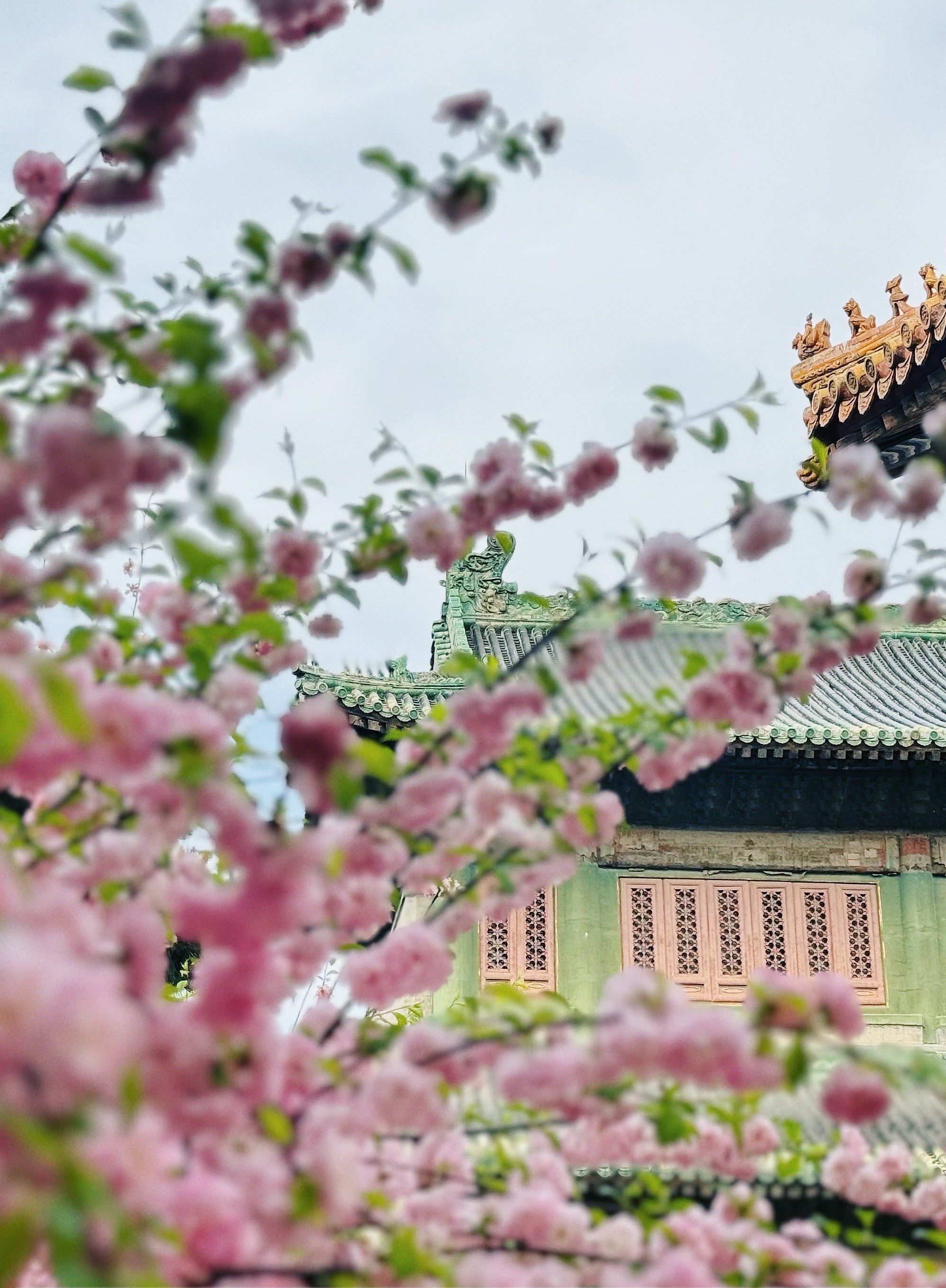 故宫 北京赏花指南
