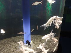 -沙沙哗啦海洋馆(华宇百花谷店)