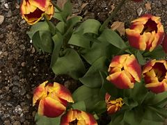 -一尺花园(安和花园店)