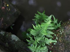 -虎跑公园