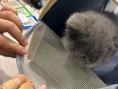 -宠物星动物医院·眼科·异宠·猫科(江南大道总院)