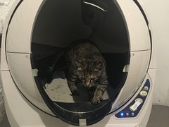-有猫主题·治愈系猫咖(曾厝垵店)