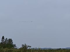 -盐城丹顶鹤湿地生态旅游区