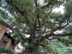-杨家堂村