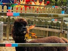 -石家庄市动物园