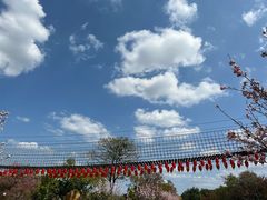 -天适樱花悠乐园