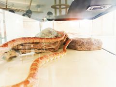 -喵园·猫主题咖啡厅·撸猫·猫咖(国贸店)