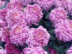 -毛氏汽水包(山海关路店)