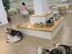 -李小姐の猫咖啡馆(五角场店)
