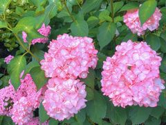 -星巴克(杭州嘉里中心4F店)