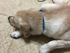 -翊宠yipet猫狗购宠庄园犬舍•猫舍