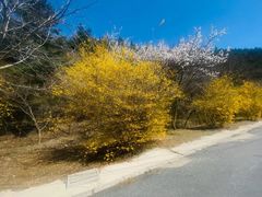 -金龙寺国家森林公园