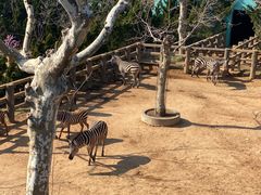 -西霞口神雕山野生动物世界